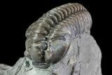 , D Flexicalymene Trilobite - Ohio #68598-1